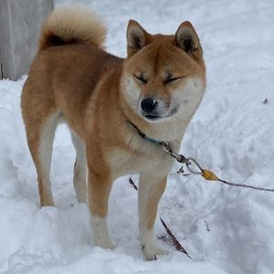 Meet your Posher, Annika